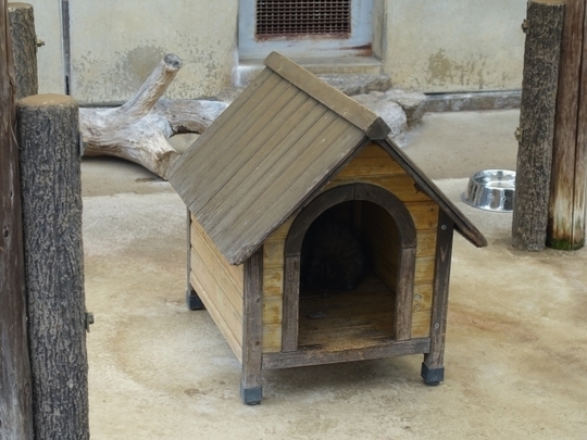 犬小屋の処分、回収ならくらしの整理/千葉県浦安市 - 千葉県浦安市で